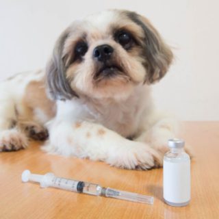 Dog C5 Vaccination