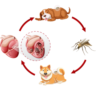 Dog Heartworm Prevention