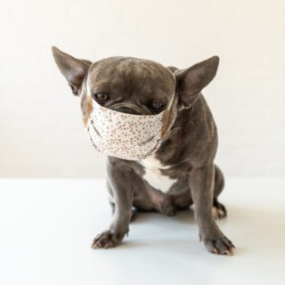 Dog Kennel Cough Vaccination