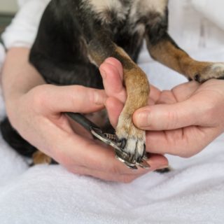 Dog Nail Trimming