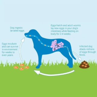 Dog Worming Treatment
