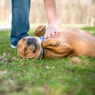 Pats, Love and Belly Rubs