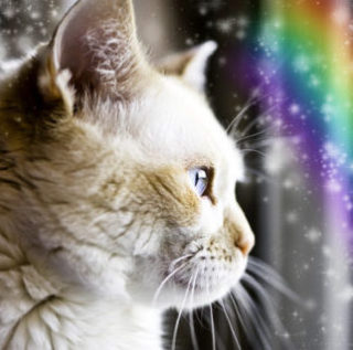 euthanasia dog cat rabbit lizard bird