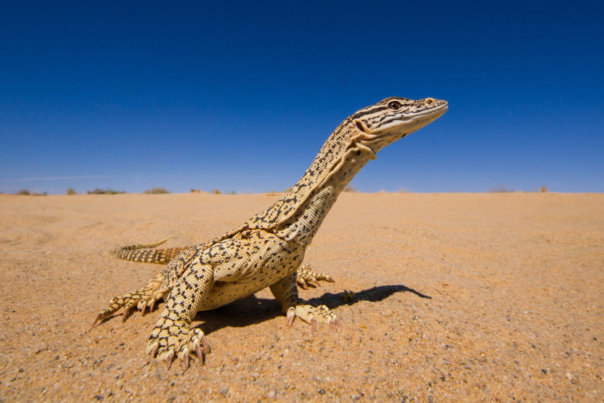 sand-goanna-1200x800.jpg