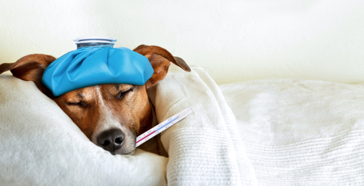 dog-sick-1200x616.jpg