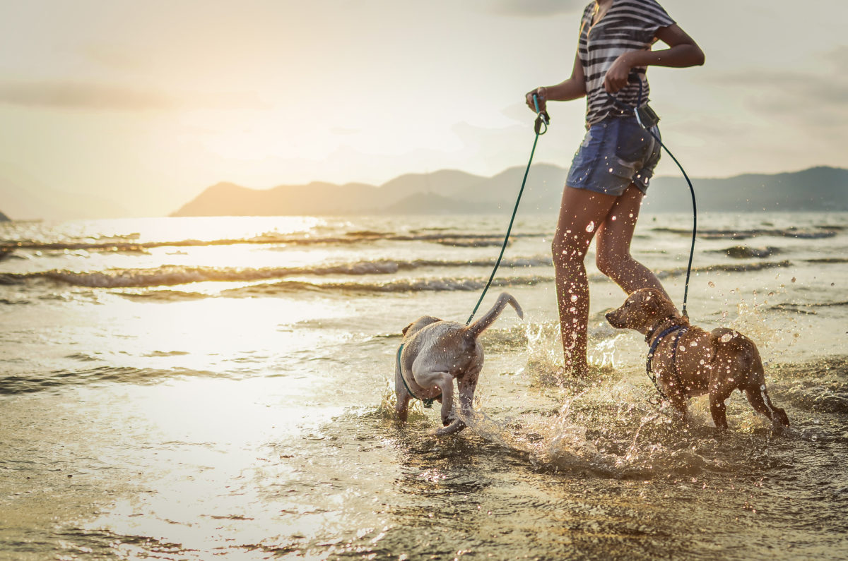 dogs-beach-1200x795.jpg