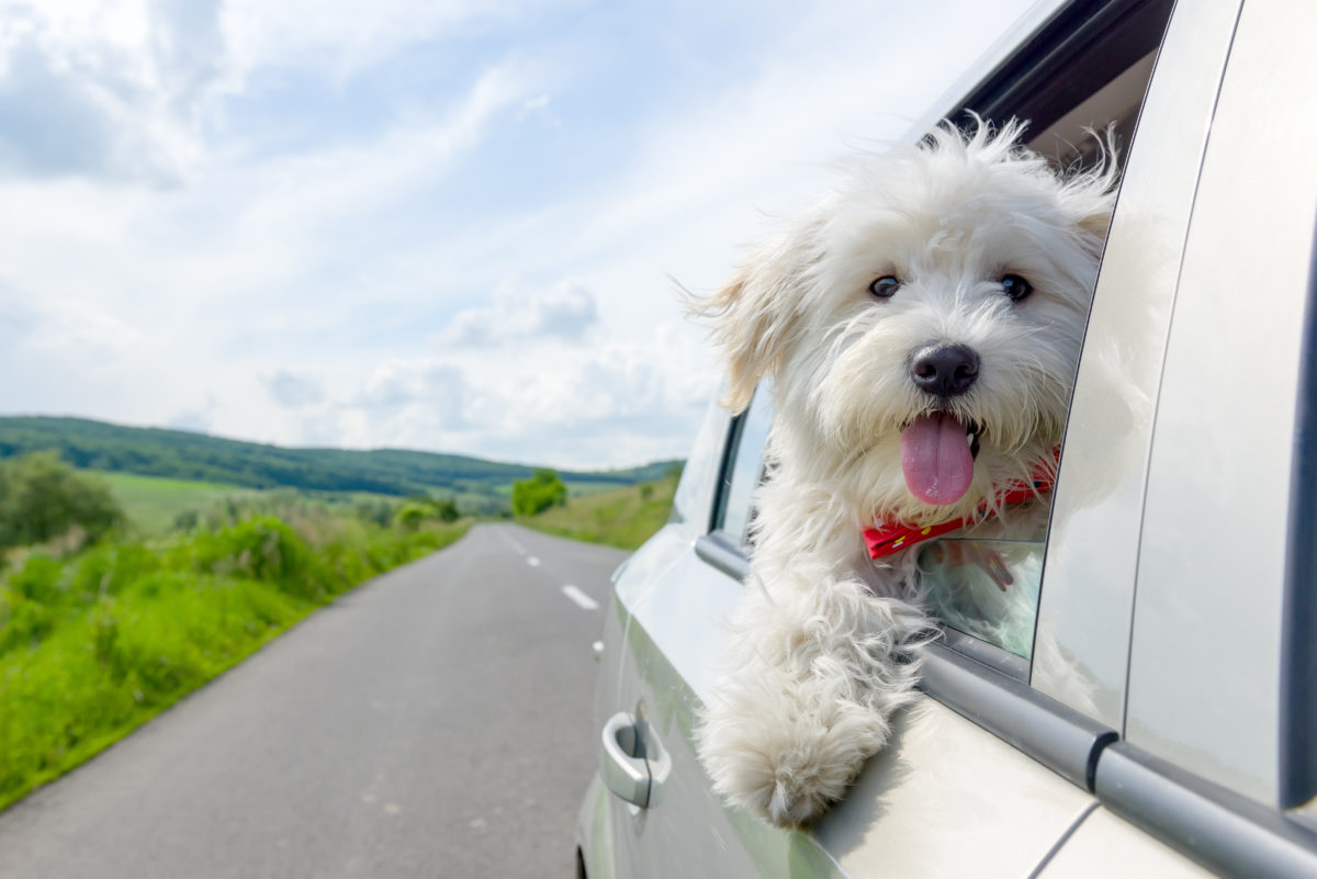 dog-in-car-1200x801.jpg