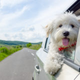 travel sickness in dogs