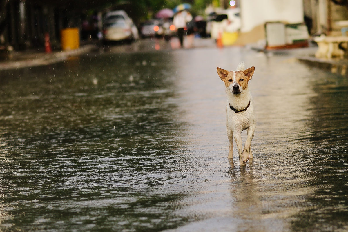 flood-dog-1200x800.jpg