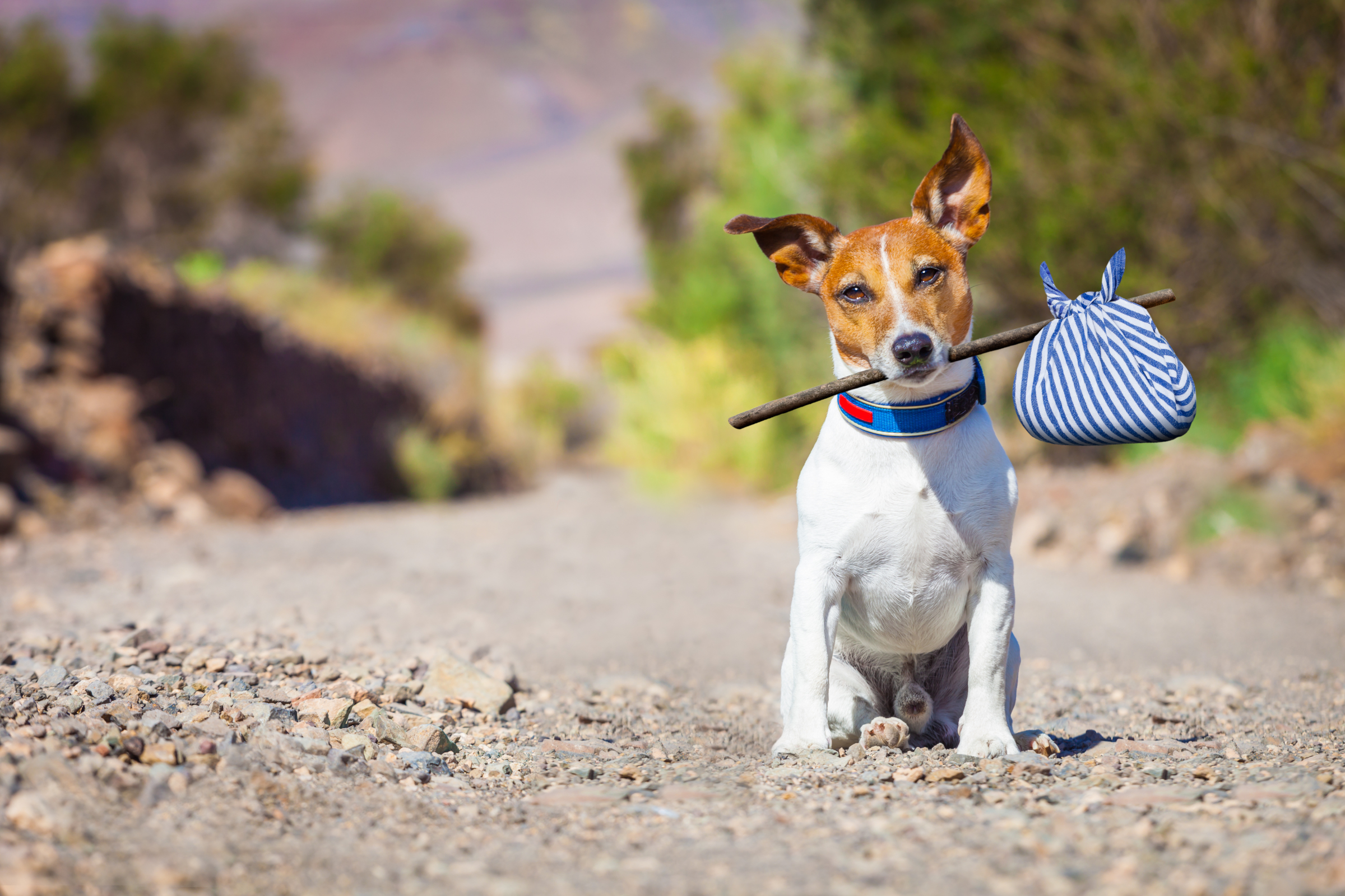 Preparing To Travel With Your Pet - Vet in a Van