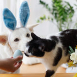 happy easter dog cat