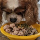 dog natural diet
