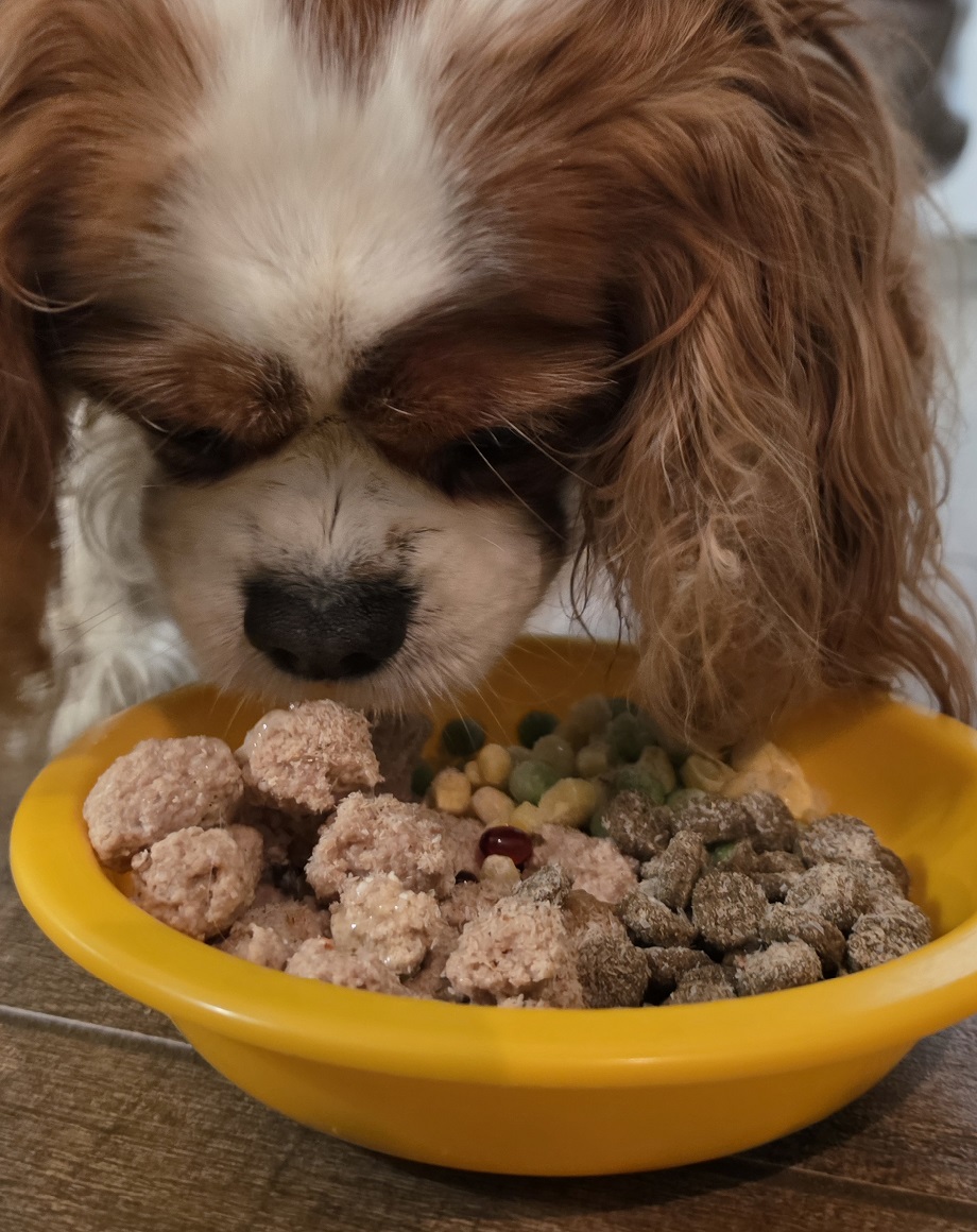 dog-fresh-food-small.jpg